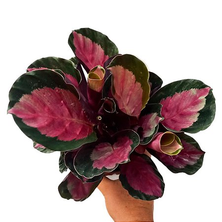 Maranta Rosea n.02 - Calathea sp