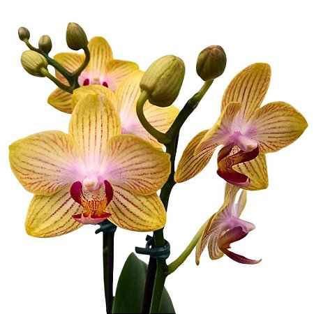 Orquídea Phalaenopsis Amarela striata