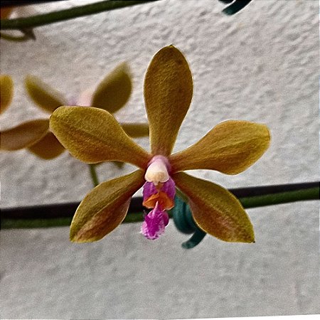 Orquídea Phalaenopsis honghenensis x mariae - Ad