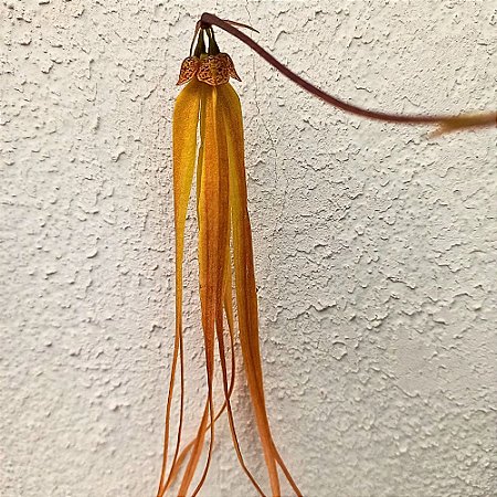 Bulbophyllum thiurum x plumatum - Adulto