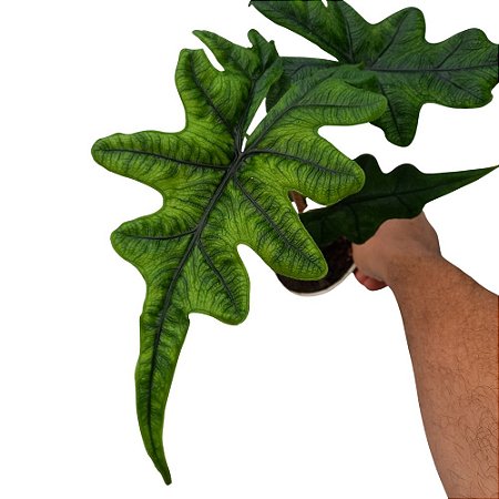 Alocasia Jacklyn - 30/40cm
