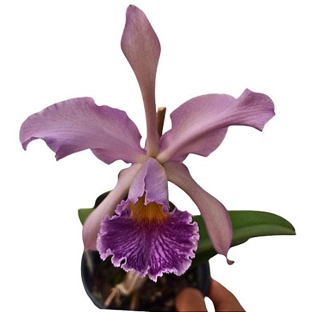 Orquídea Cattleya Whitei coerulea - AD