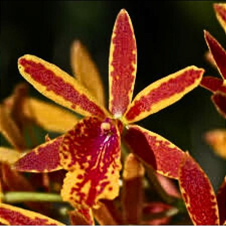 Orquídea Epicattleya Volcano Trick - 10cm