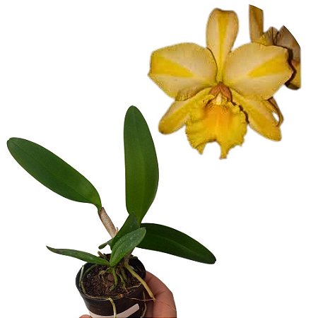 Orquídea Blc. Gisele bündchen - 10 Centímetros