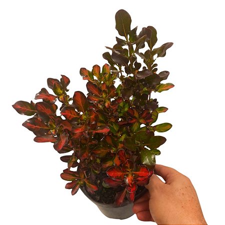 Planta Coprosma (Planta espelho) - 25cm
