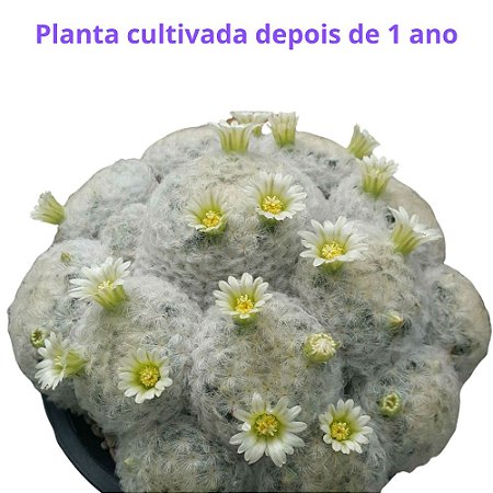 Cacto Mammillaria plumosa