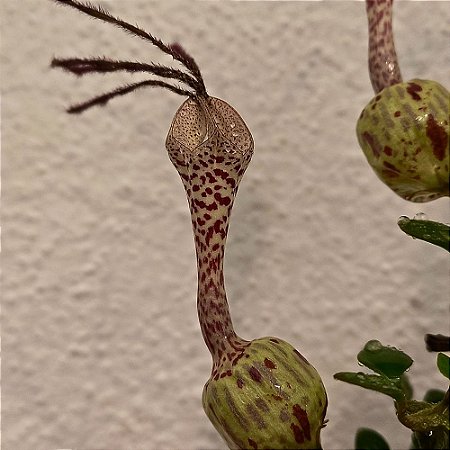 Planta Ceropegia Dragão