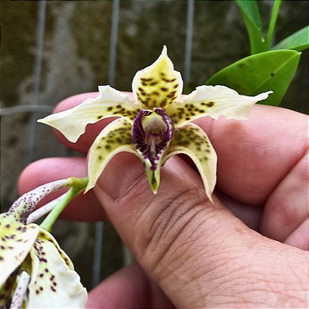 Orquídea Dendrobium atroviolaceum - NBS