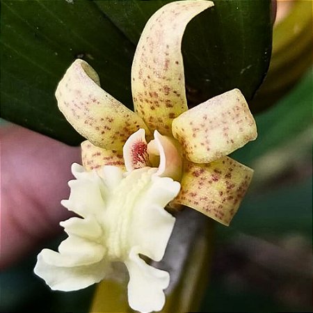 Orquídea Dendrobium plicatile - Ad
