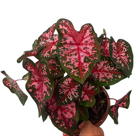 Caladium especial n.10 - 30cm