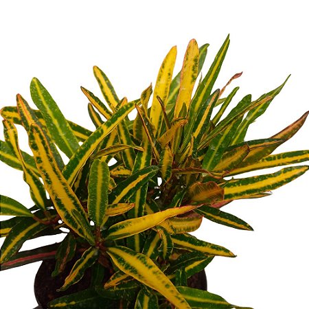 Cróton Ipioca - 20cm