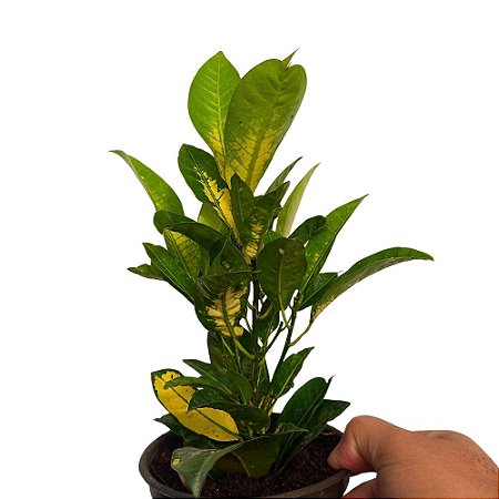 Cróton Iceton  Green - 25cm