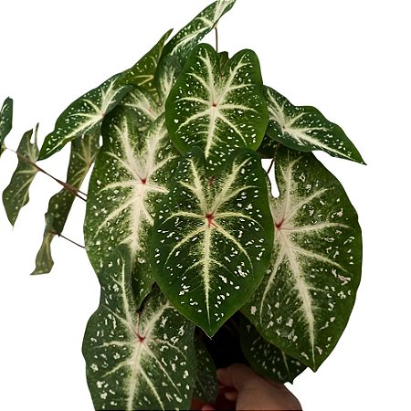 Caladium especial n.11 - 30cm
