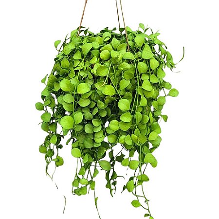 Planta Dischidia imbricata
