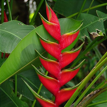Planta Helicônia bihai - 50cm