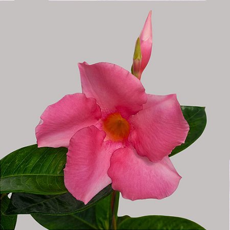 Trepadeira Dipladênia Rosa Gigante