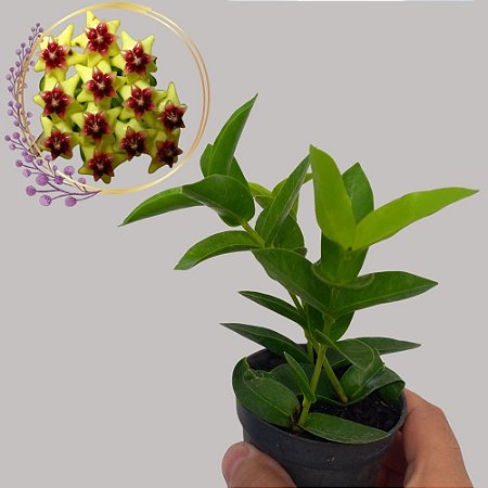 Suculenta Hoya densifolia - Flor de Cera