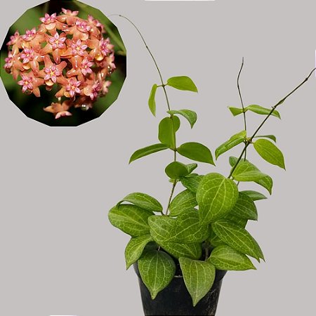 Suculenta Hoya fitch - Flor de Cera