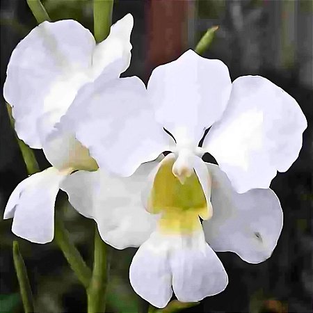 Orquídea Papilionanthe teres alba - 20cm