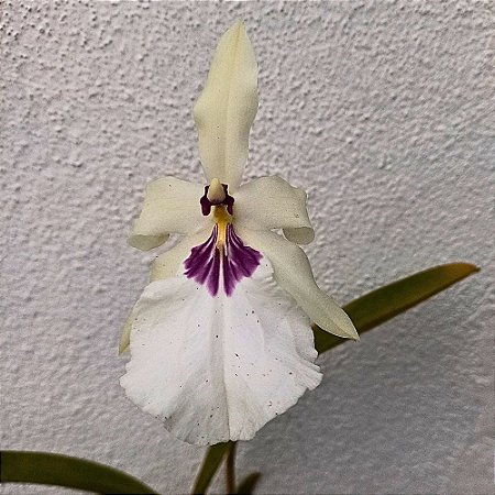 Orquídea Miltonia spectabile semi-alba - Ad