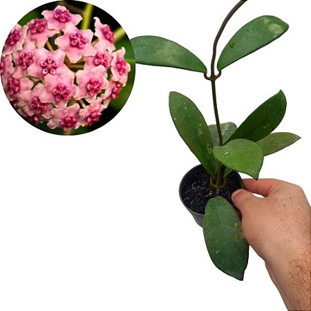 Suculenta Hoya diversifolia - Flor de Cera