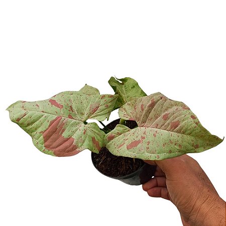 Planta Syngonium Milk Confetti - 15cm