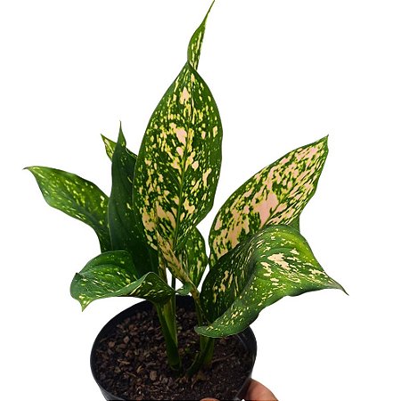 Aglaonema Etta Rose