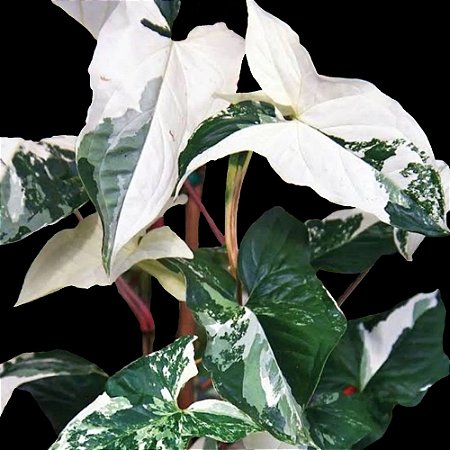 Planta Syngonium Variegato - 25cm