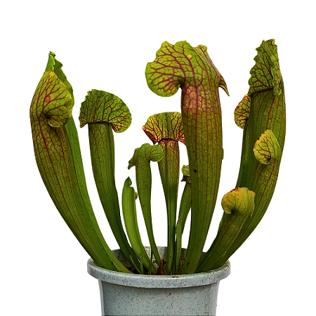 Planta Sarracenia Híbrida (Carnívora)