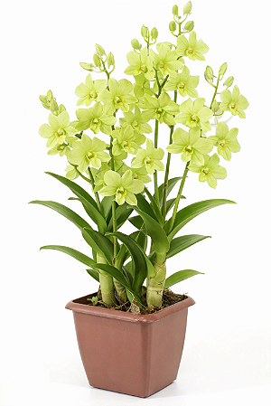 Orquídea Dendrobium phalaenopsis Green - AD
