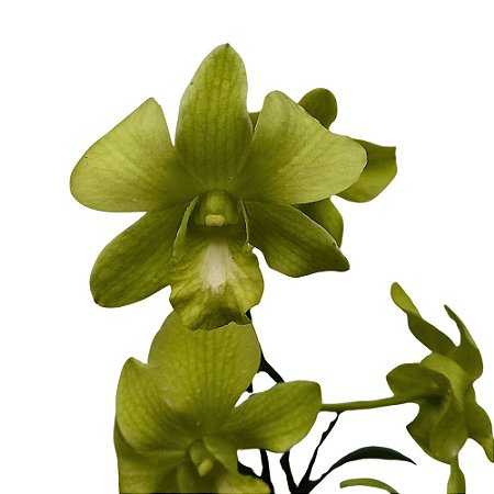 Orquídea Dendrobium phalaenopsis Green - AD
