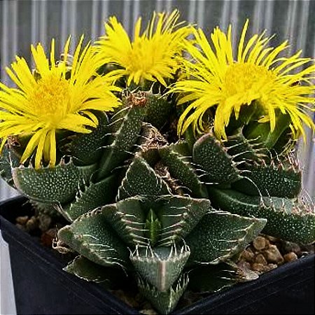 Suculenta Falcária tigrina