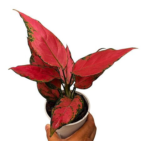 Aglaonema Cherry Baby