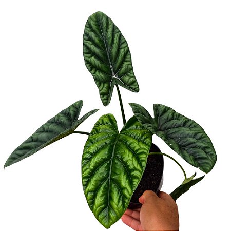 Alocasia Sinuata - 25cm