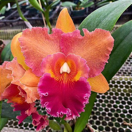 Orquídea Blc. Mirian Suzuki "Orange Crush" - Ad