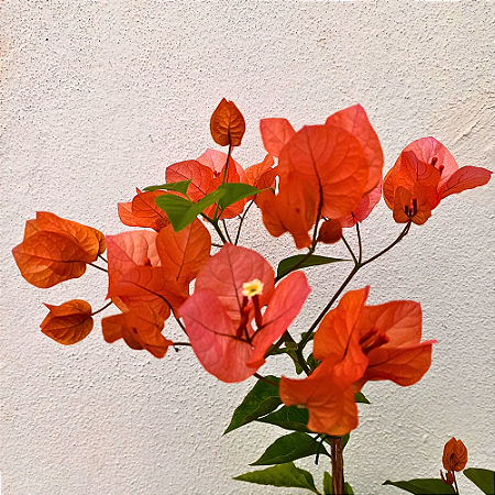Planta Primavera laranja