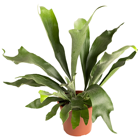Planta Platycerium bifurcatum