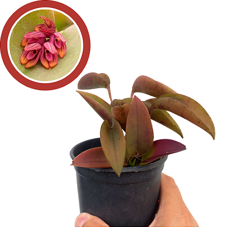 Orquídea Pleurothallis prolifera - Ad