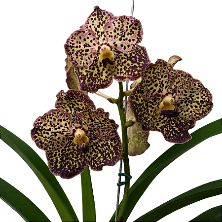 Vanda Sunanda Chocolate - Ad