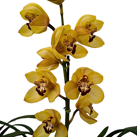 Orquídea Cymbidium Amarelo  - AD