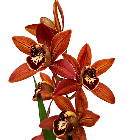 Orquídea Cymbidium Abóbora Especial - AD