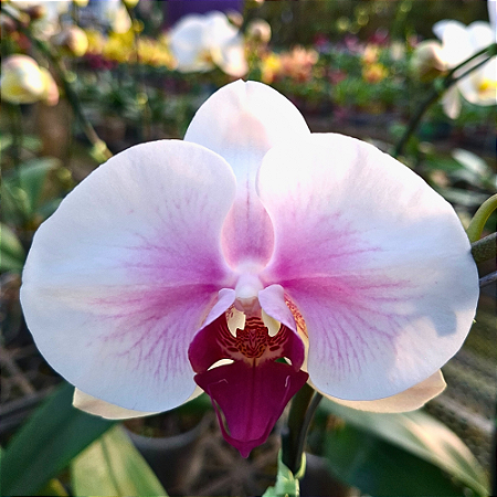 Orquídea Phalaenopsis Semi-Alba Especial