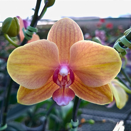 Orquídea Phalaenopsis Salmão n.02