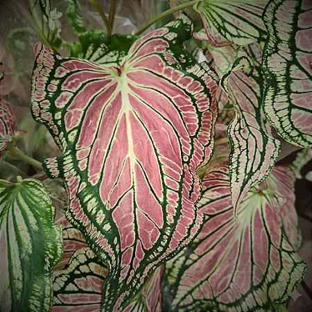 Caladium Thay Beauty - 30cm