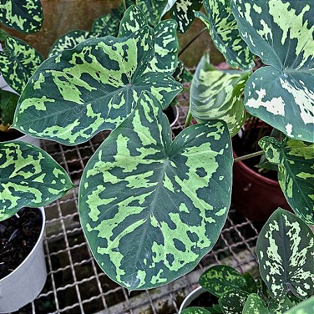 Caladium Hilo Beauty Especial - 20cm