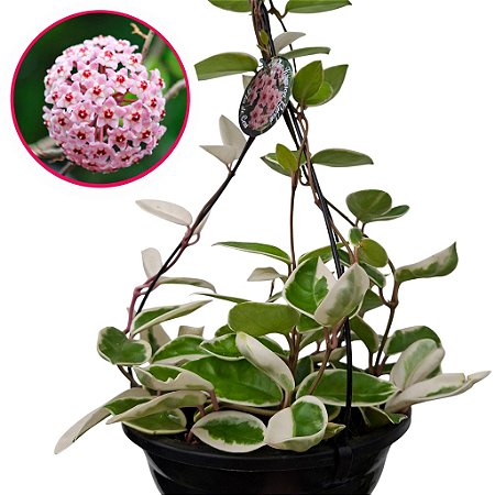 Suculenta Hoya Krimson Queem - Flor de Cera