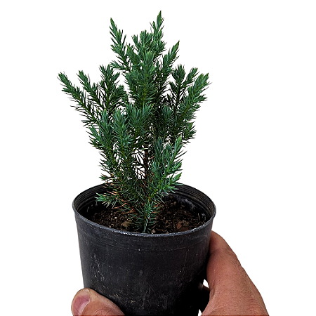 Tuia stricta - Juniperus chinensis - 10-12cm