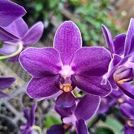 Orquídea Phalaenopsis Aurora Boreal - Ad