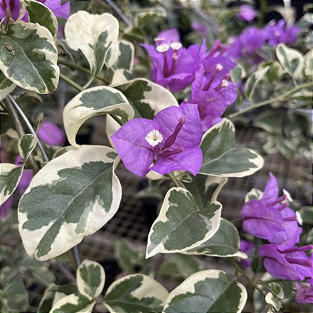 Primavera Roxa
