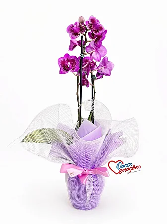 Orquídea Phalaenopsis